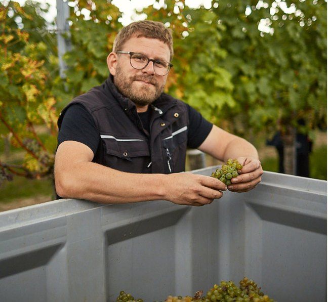 Man with glasses holding grapes in a vineyard.