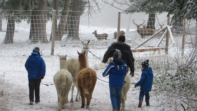 People leading llamas in the snowy forest, deer can be seen behind a fence in the background.