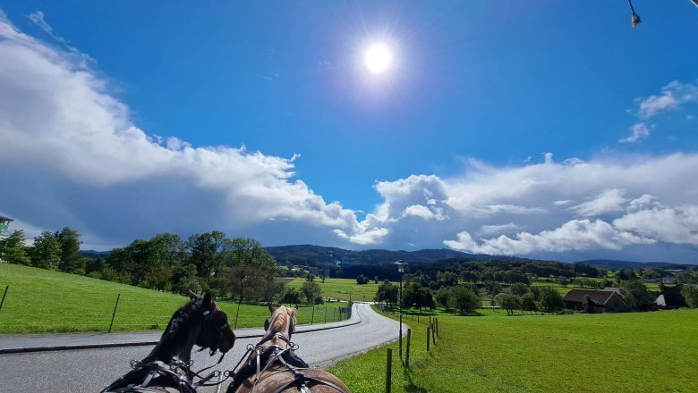 Horses, © Birgit Libal