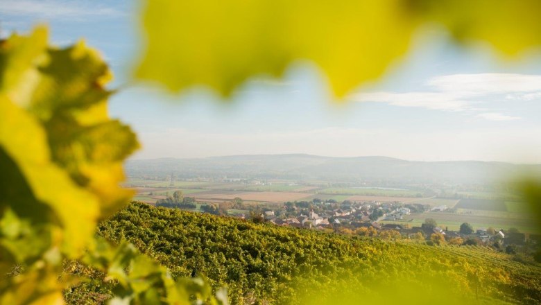 View of a village and surrounding fields through vine leaves in the foreground.