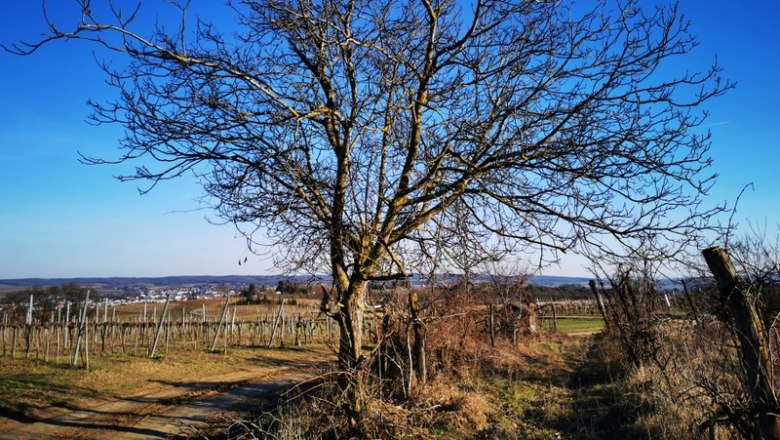 Landscape with bare trees and vineyards under a blue sky.