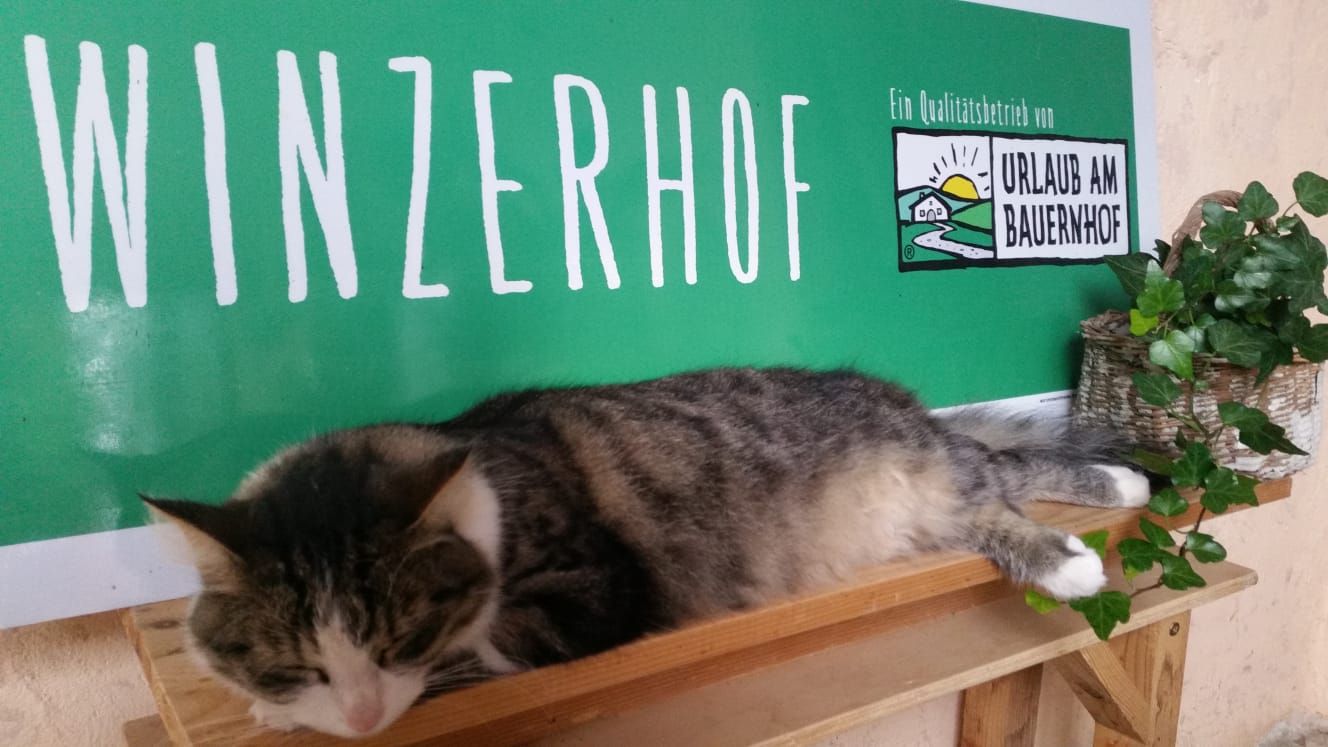 A cat lies on a shelf in front of a sign saying 'Winzerhof' and 'Urlaub am Bauernhof'.