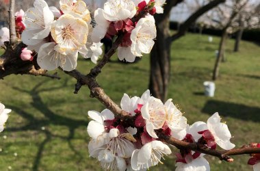 Apricot tree, Stift Göttweig, © Niederösterreich Werbung