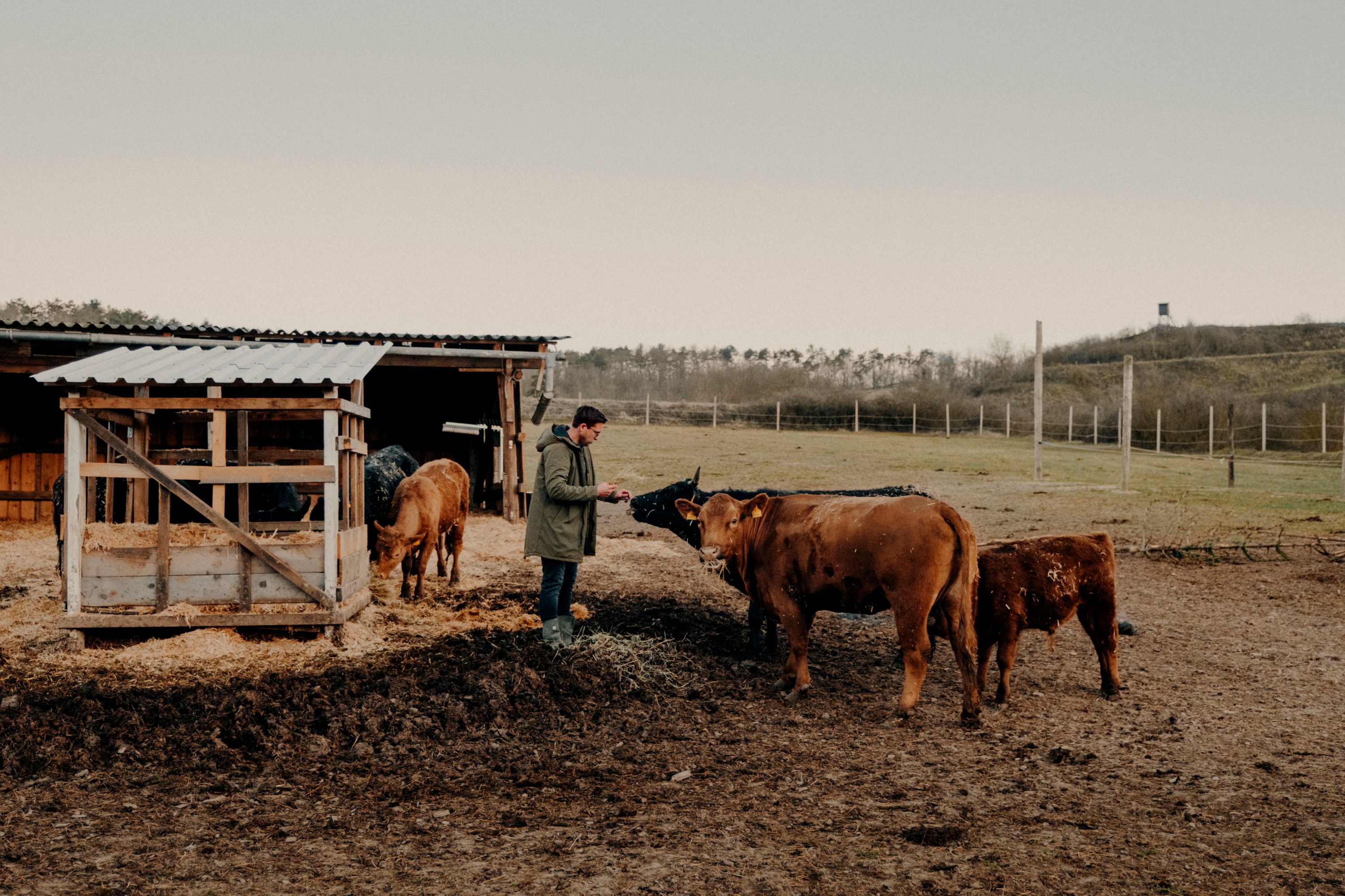 A farmer feeds Angus cattle in a pasture next to a shelter.