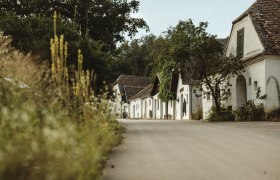 A picturesque wine cellar lane with white buildings and trees in Mailberg.