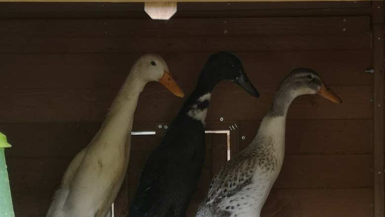 Runner ducks, © Friedlhof