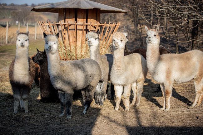 A group of alpacas stand in front of a food dispenser in a field.