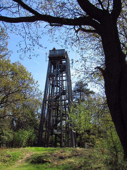 A wooden observation tower in the forest, surrounded by trees and blue sky.