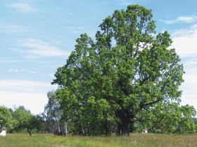 300-j&auml;hrige Eiche in Eggern, &copy; &copy; Gemeinde Eggern