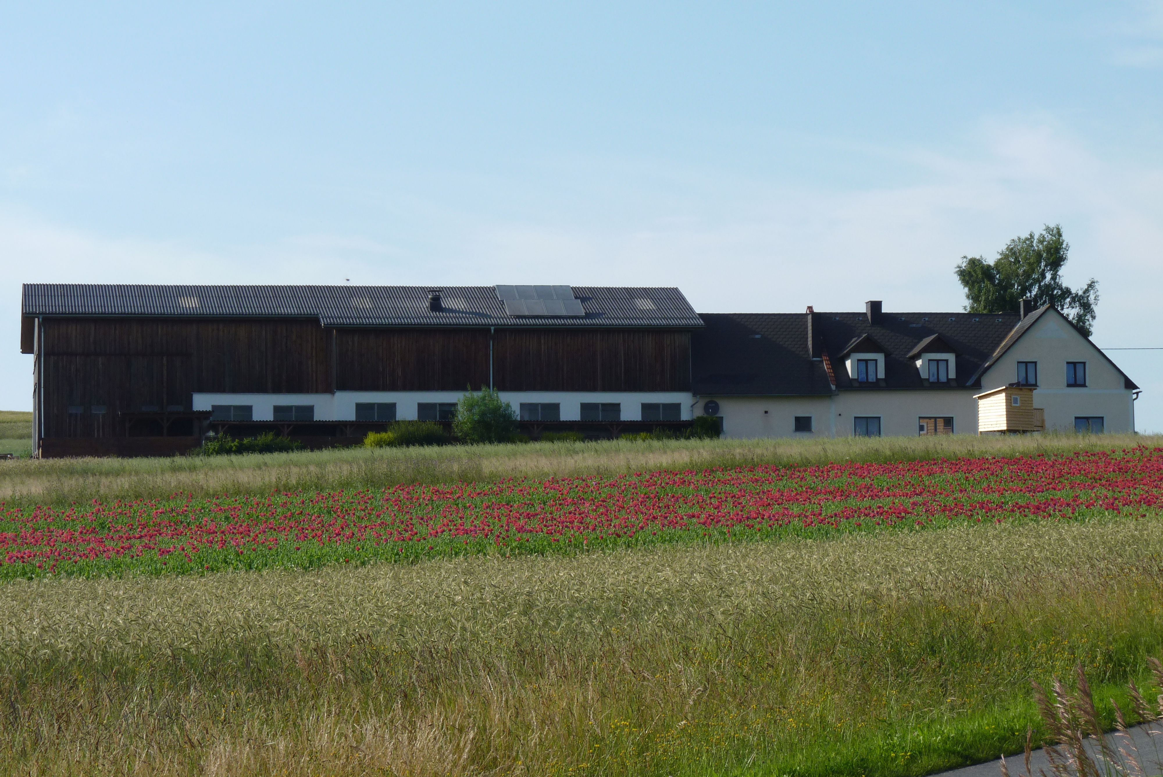 A farm with a large building and a field of red flowers in the foreground.
