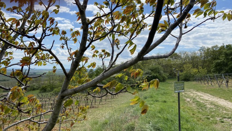 Triftberg vineyard, © Weinstraße Weinviertel