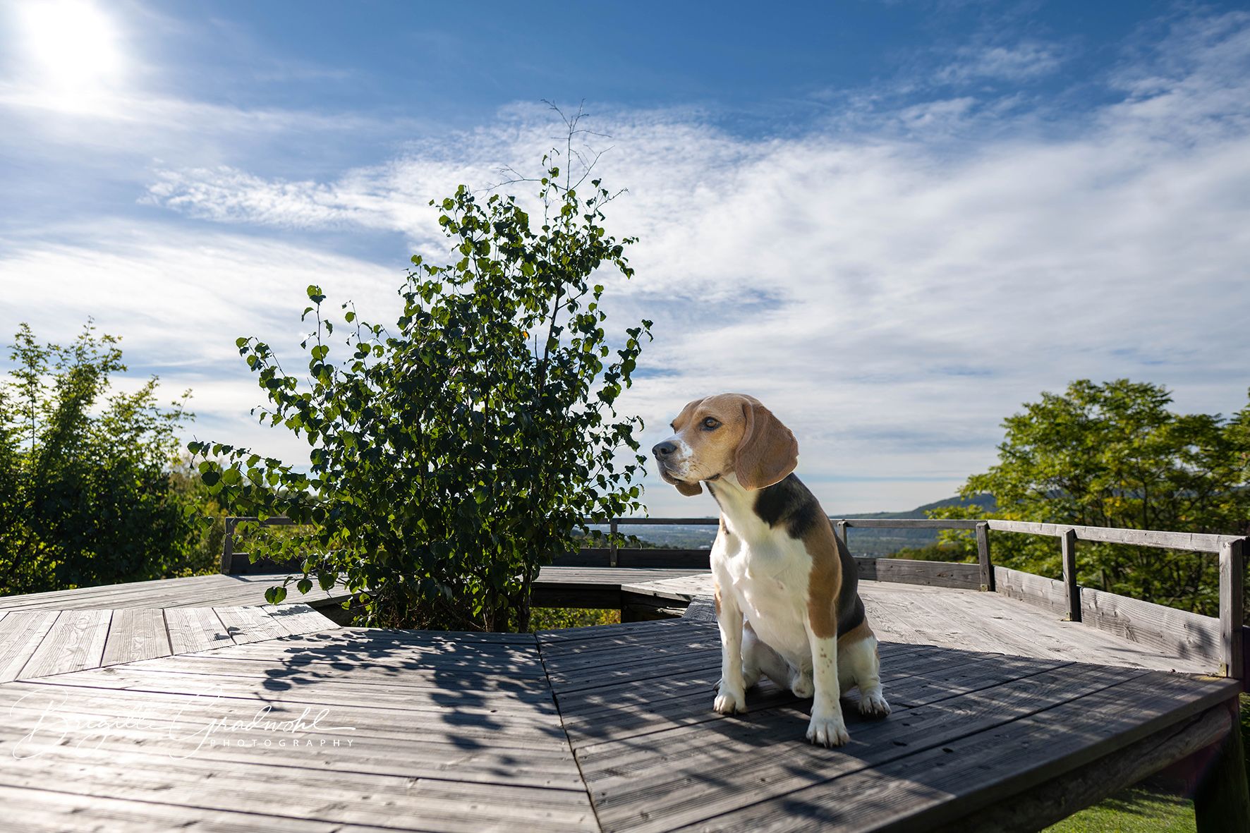 A beagle sits on a wooden platform outdoors, surrounded by trees and under a blue sky with clouds.