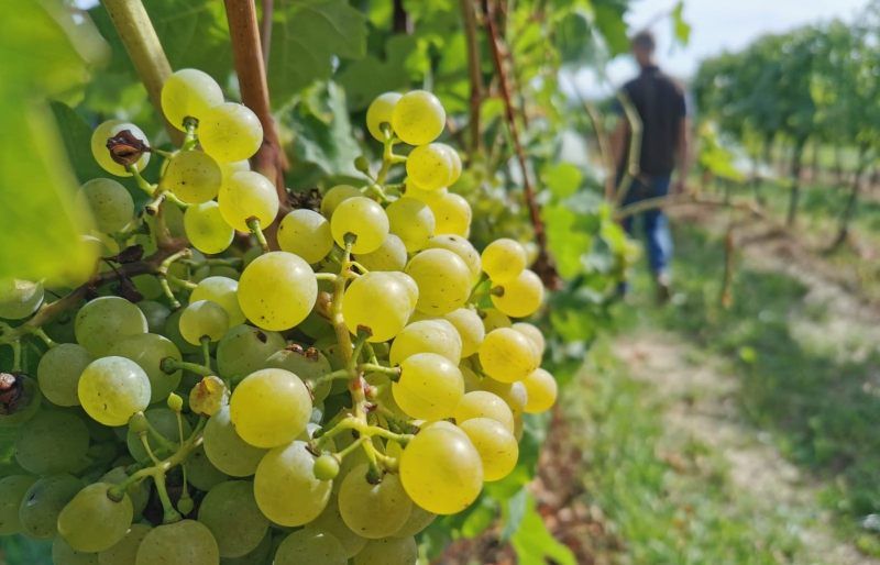 Close-up of green grapes in a vineyard with a blurred person in the background.