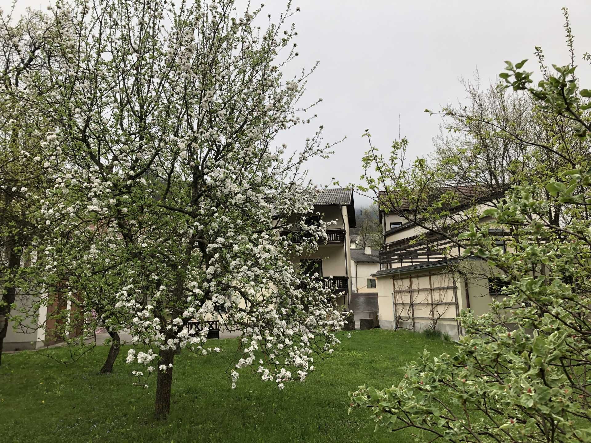 Flowering tree in front of a building with balconies.