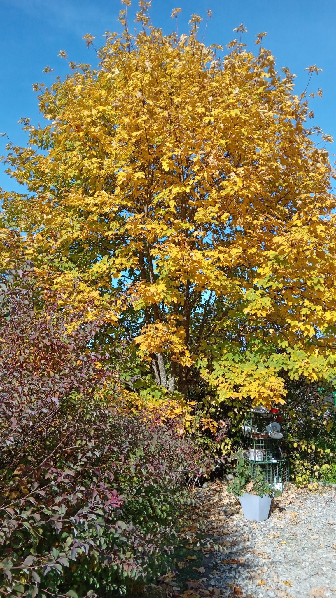 A tree with yellow autumn leaves against a blue sky, surrounded by colorful shrubs and a small shelf with decorations.