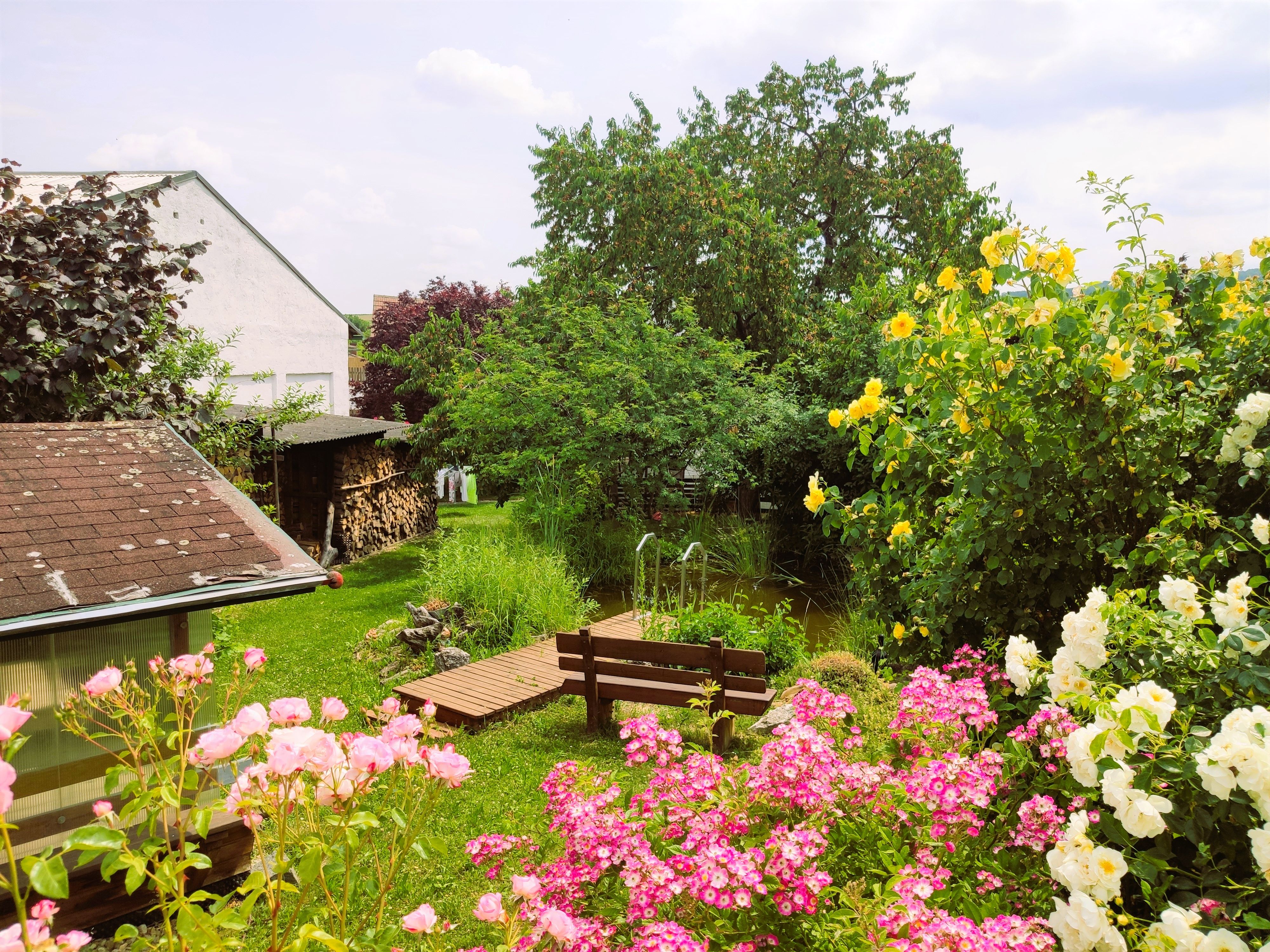 A garden with colorful roses, a small pond and trees in the background.