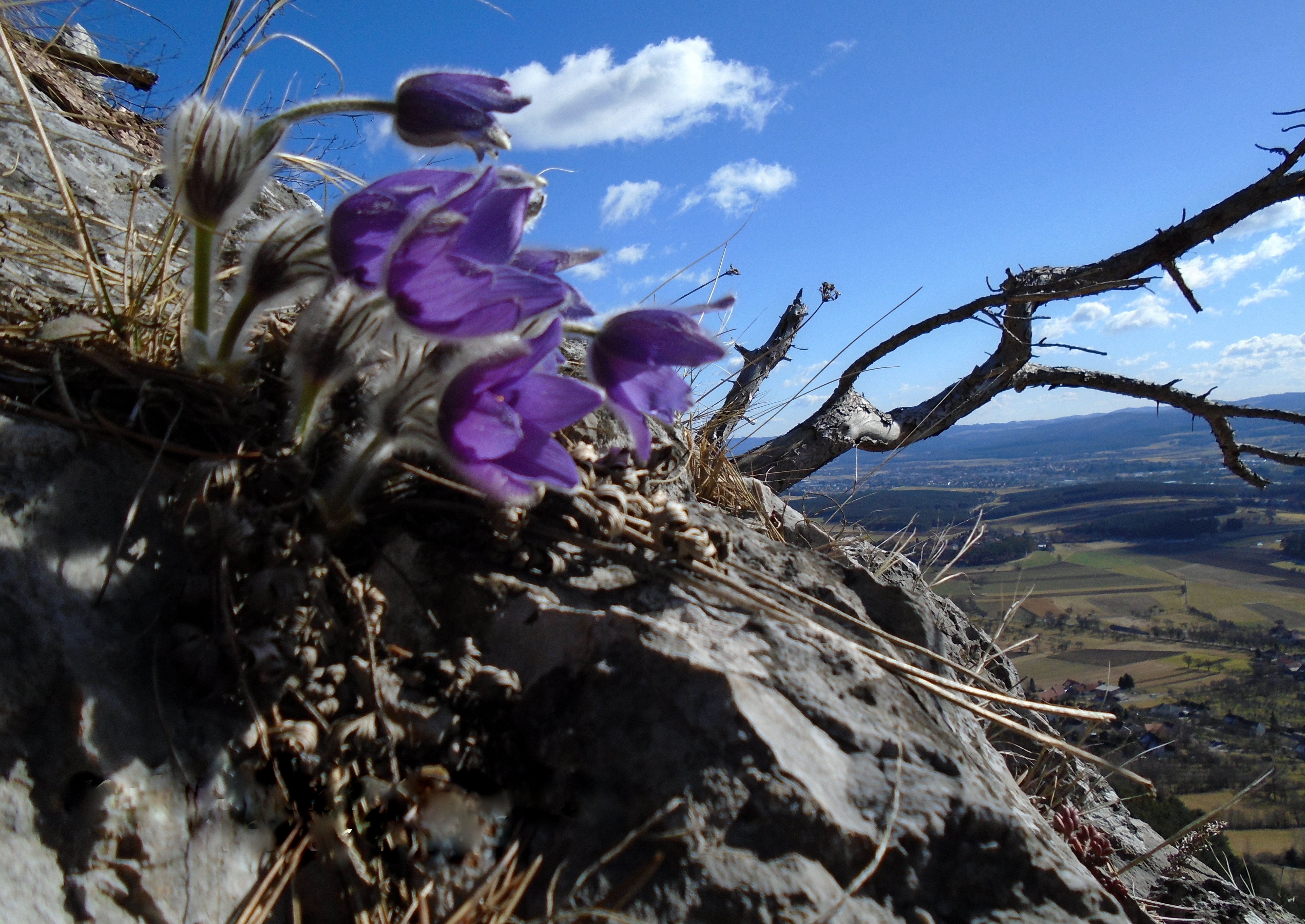Purple cowbells bloom on a rocky slope with a view of a vast landscape and blue sky.