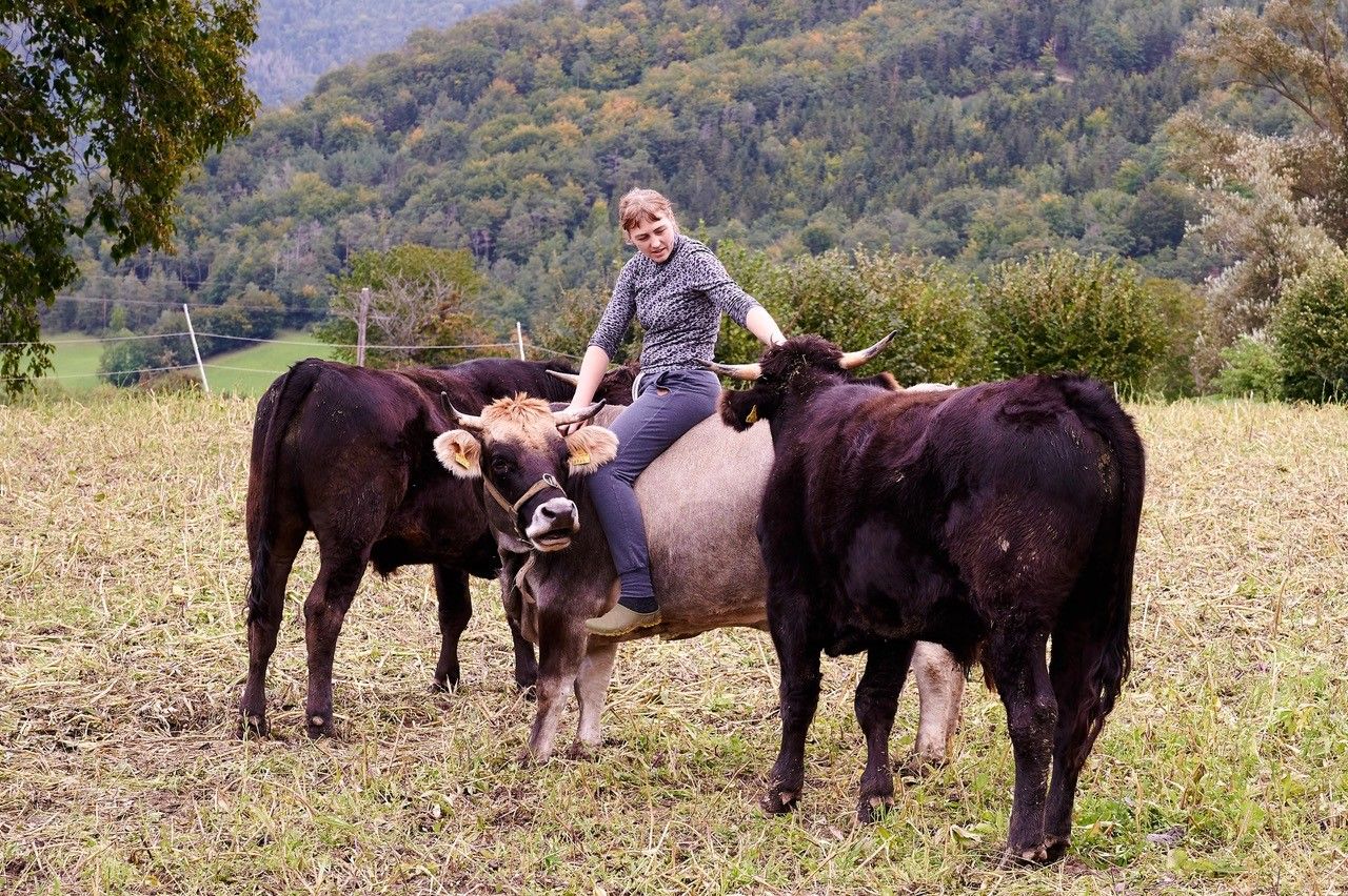 Cattle on the pasture