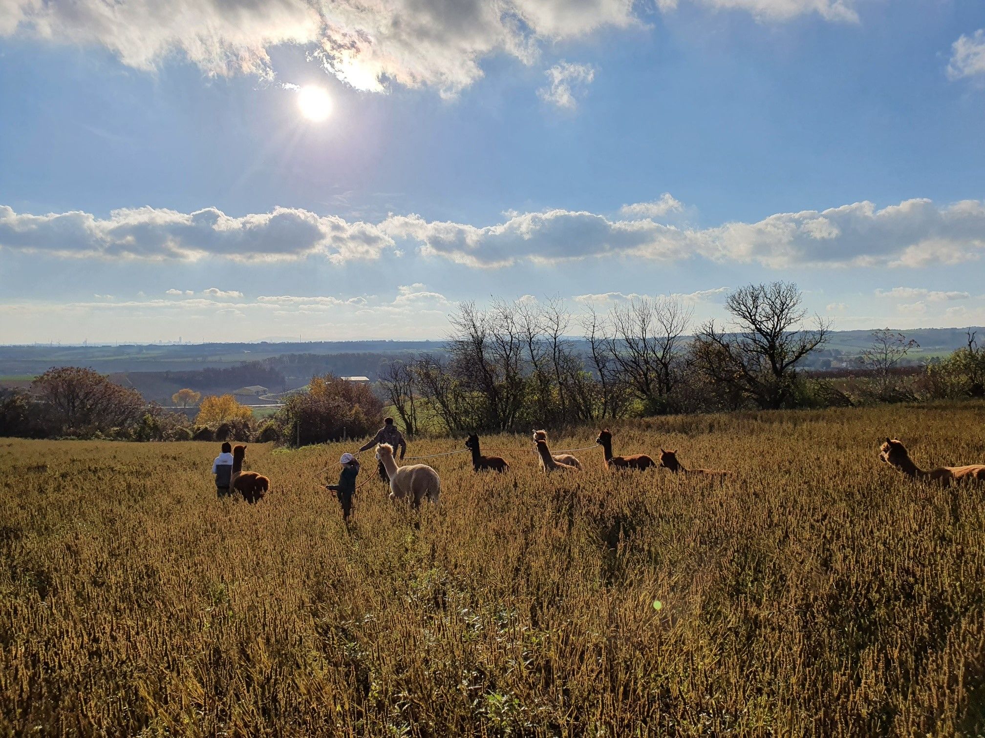 Alpacas in a field in the sunshine with people in the background.