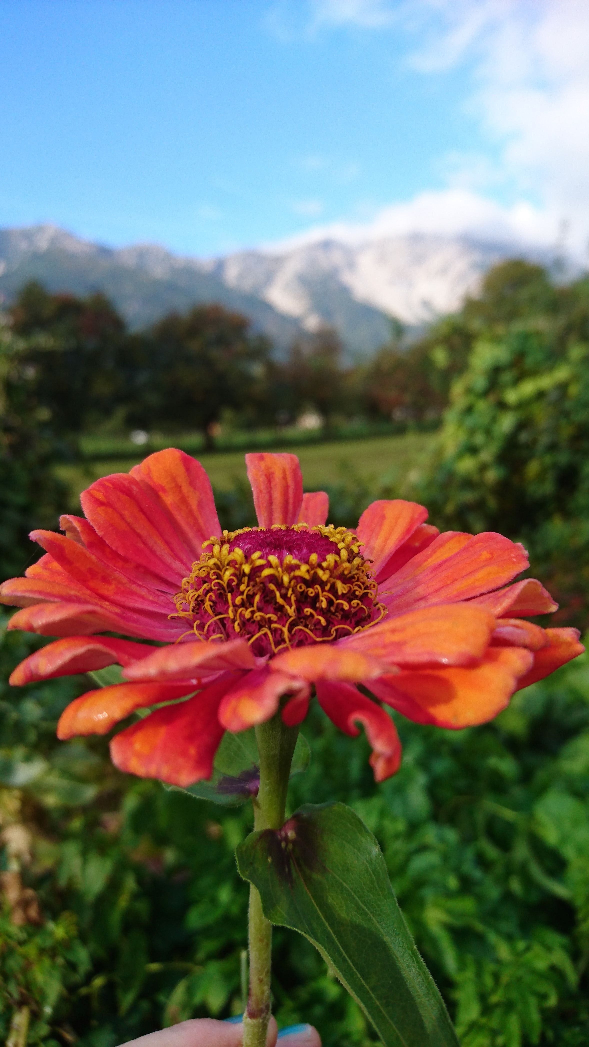 Close-up of an orange-red flower in front of a blurred mountain panorama with snow.