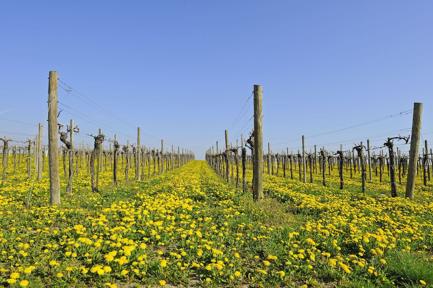 Vineyard in spring, Wagram region