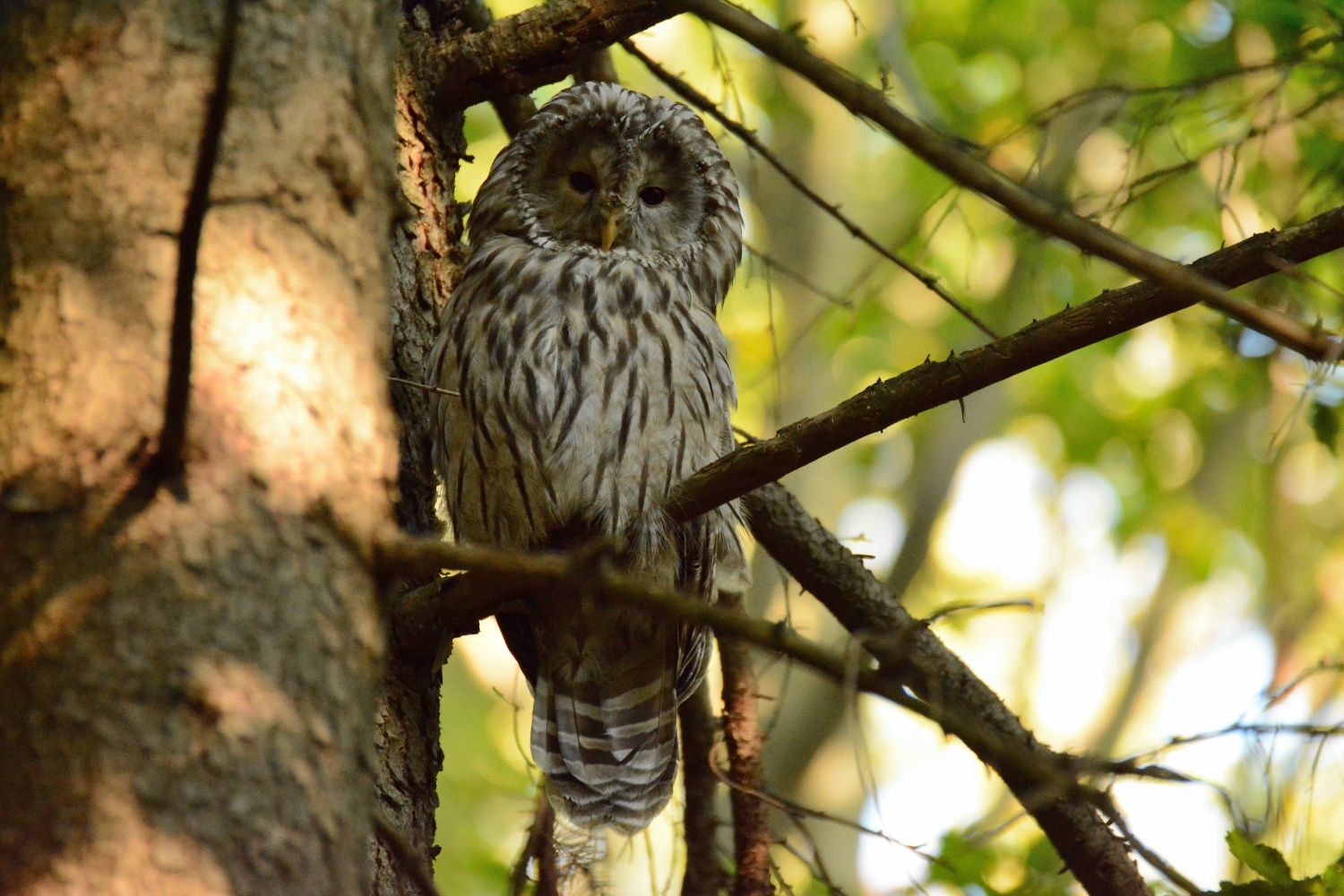 Circular hike Wolfsgraben - Ural owl