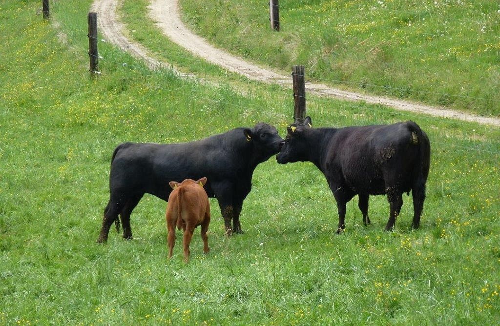 Angus cattle