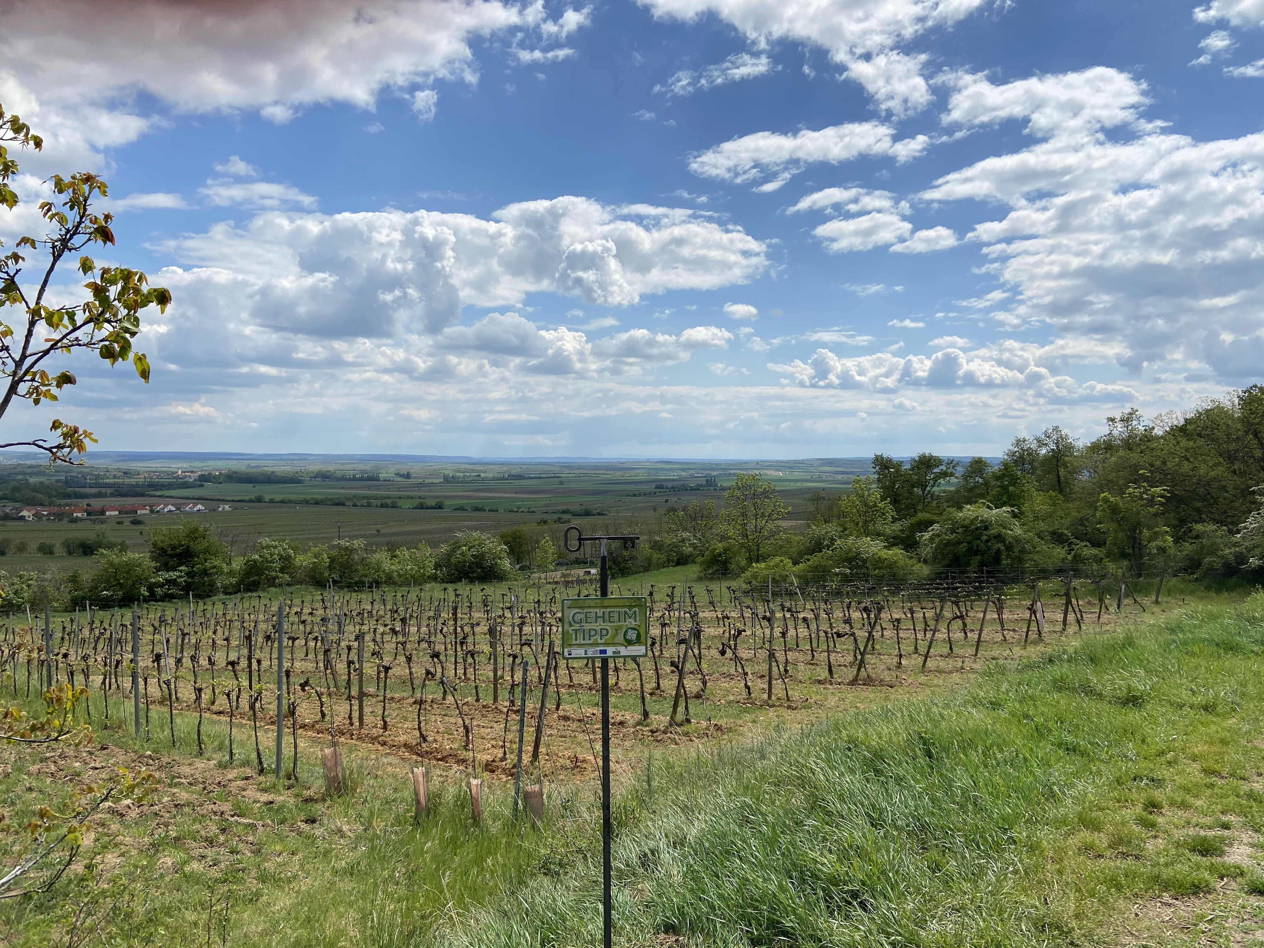 Vineyard in the Weinviertel with a wide view over the landscape, blue sky and clouds.