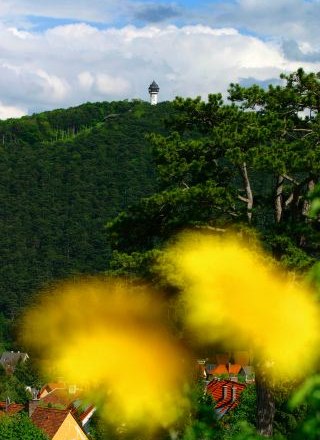 View of the Jubiläumswarte Berndorf on a wooded hill, with blurred yellow flowers in the foreground.