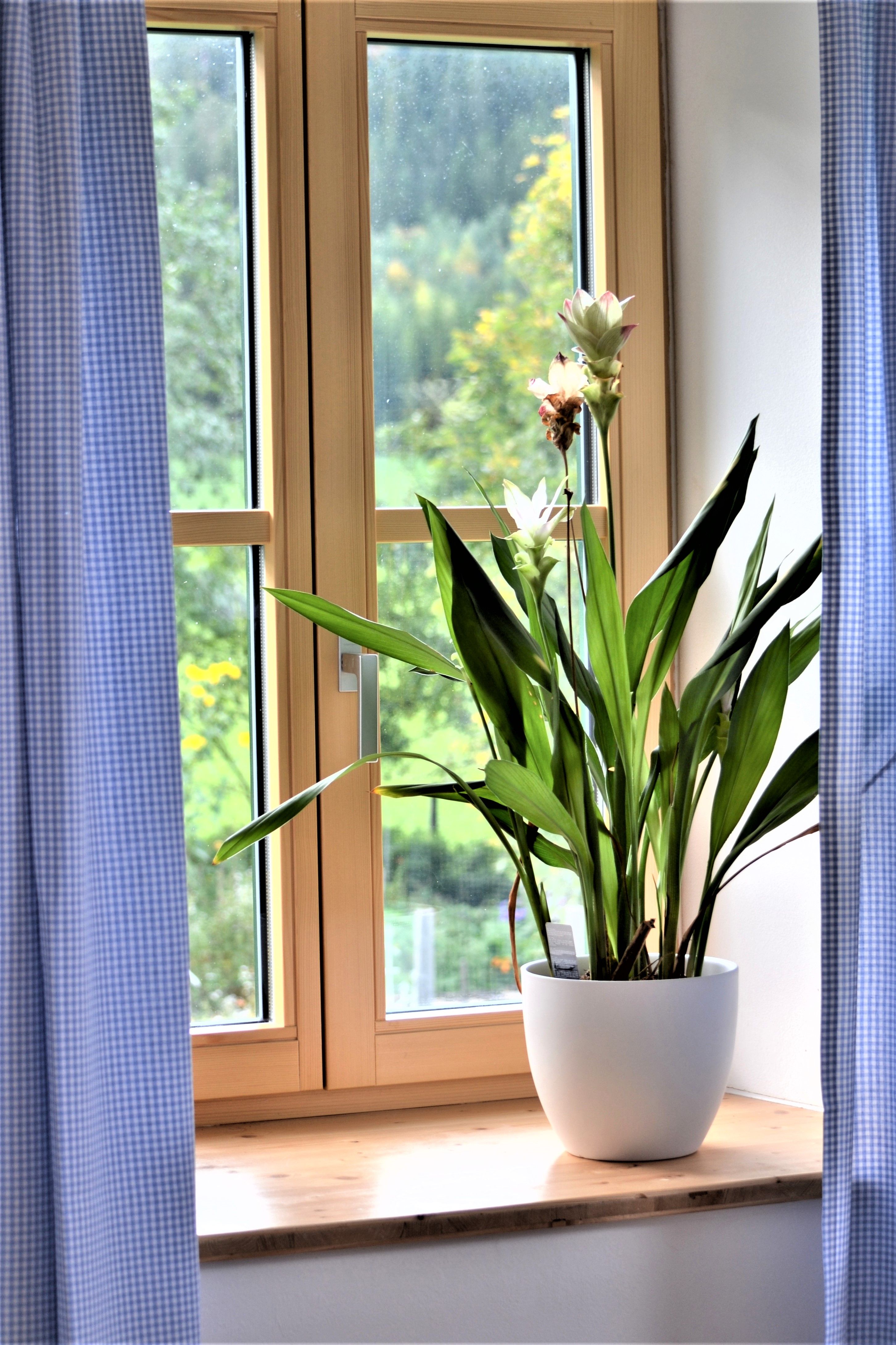 A window with blue curtains and a plant in a white pot on the windowsill.