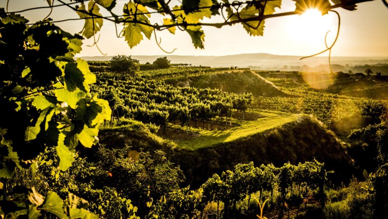 Vineyards at sunset in Gobelsburg, framed by vine leaves.