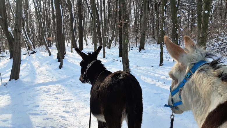 20200703-dsc_1275_wienerwaldtourismus_andreas-hofer, © (Copyright Christine Plocek)
