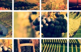 Collage of vineyards, grapes and a wine glass.