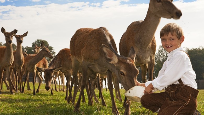 A boy in traditional clothing feeds deer in a meadow.