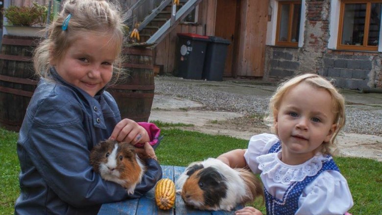 Guinea pig, &copy; Gudrun Berndl