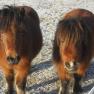 Two ponies stand on a frosty meadow and look into the camera.