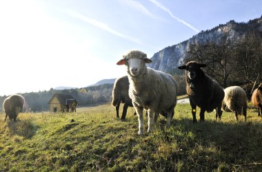 Lush meadows &amp; alpine pastures landscapes in the Vienna Alps, © Naturparke Niederösterreich/Robert Herbst