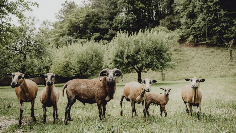 A group of sheep stands on a green meadow in front of trees.