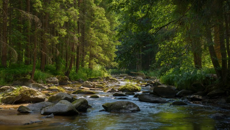 A calm river flows through a dense, green forest with sunlight shining through the trees.