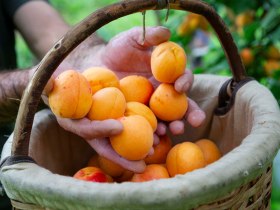 Marillenernte in der Wachau, &copy; Donau N&Ouml; Tourismus/Barbara Elser