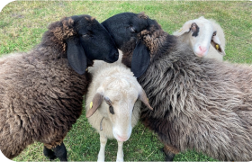 Four sheep are standing close together in a meadow.