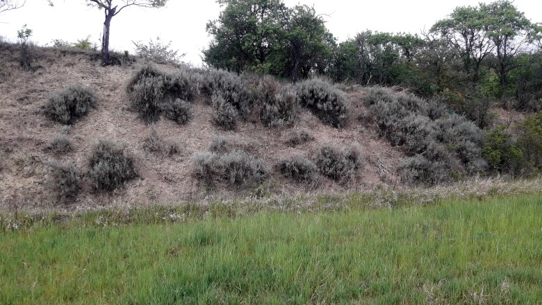 Embankment with grass and bushes in a natural landscape.
