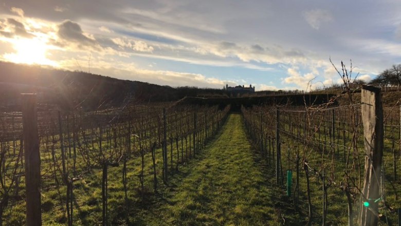 Vineyard with a view of G&ouml;ttweig Abbey in the background at sunset.