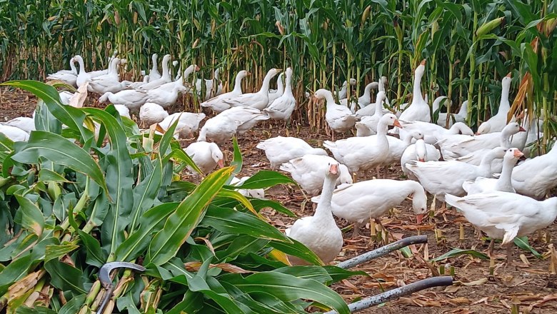 Geese Gefl&uuml;gelhof Werner, Gallbrunn, &copy; Gefl&uuml;gelhof Werner