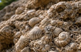 Close-up of fossils embedded in a rock.