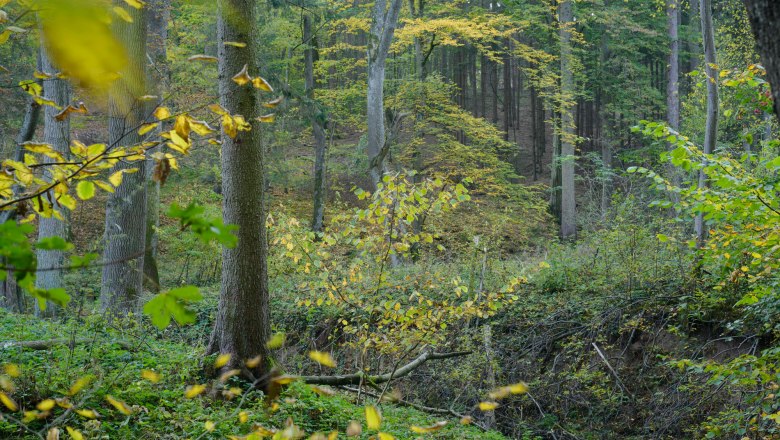 A dense forest with green and yellow leaves in the fall.