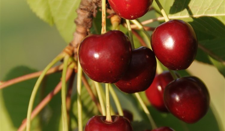 11-garden-cherries, &copy; Gabriele Prandstetter