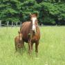 A mare and her foal are standing in a green meadow in front of a forest.
