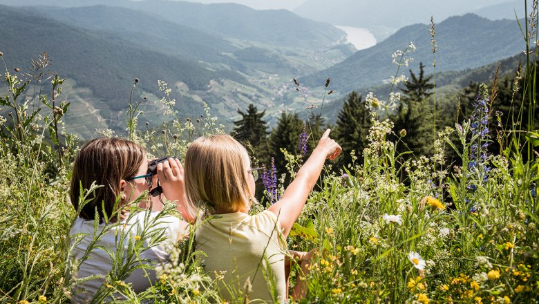 In summer on the flower meadow on the Jauerling, © Martina Siebenhandl