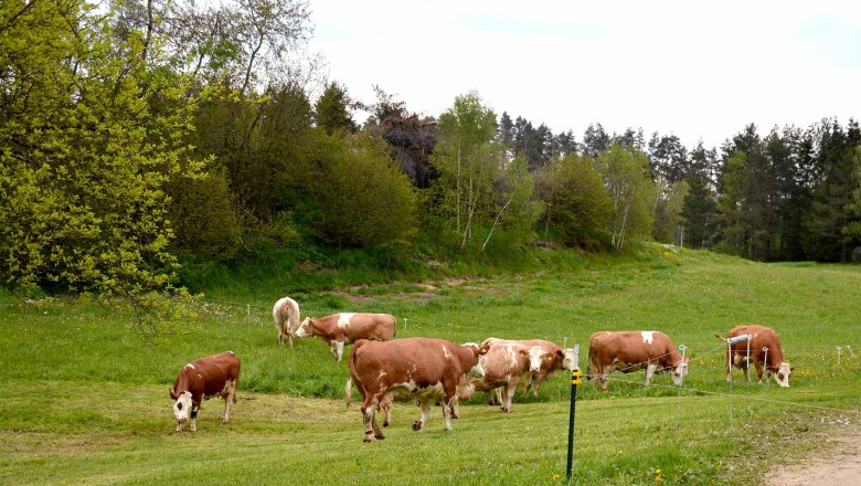 Cows, © Christina Böhm